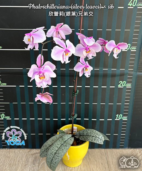 美琪園藝Miki Orchid - 品種詳細頁